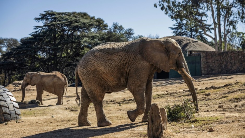 The elephants in the Johannesburg zoo are the last in an urban zoo environment on the entire continent, campaigners say
