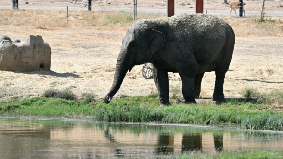 An Asian elephant drinks from a pond at the Safari Madrid wildlife park in Aldea del Fresno, west of Madrid