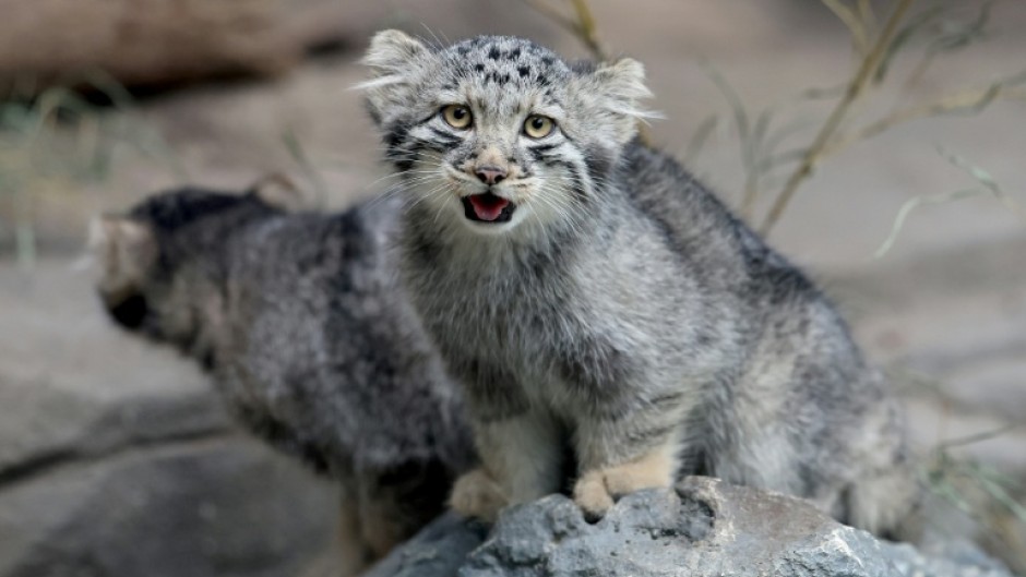 Pallas's cat kittens, a species considered to be the world's oldest living feline, are seen in their enclosure at Kobe Animal Kingdom