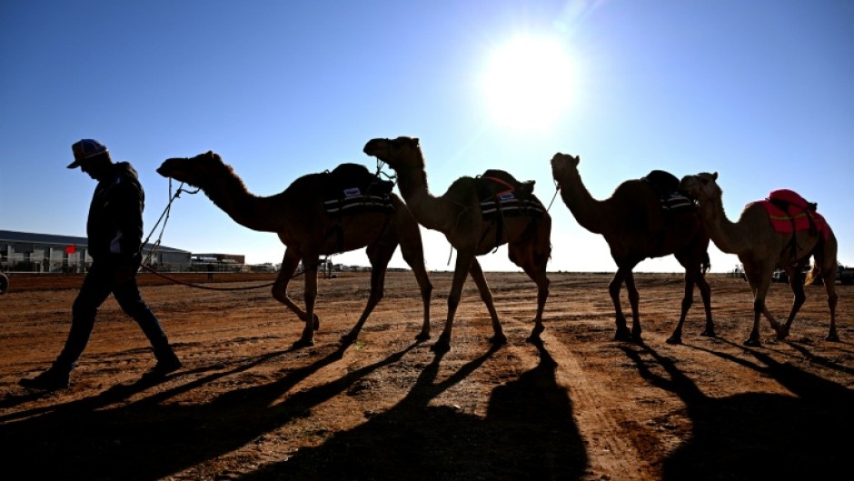 In the Australian outback, camels are used for wild races, an alternative milk source and even to make beer