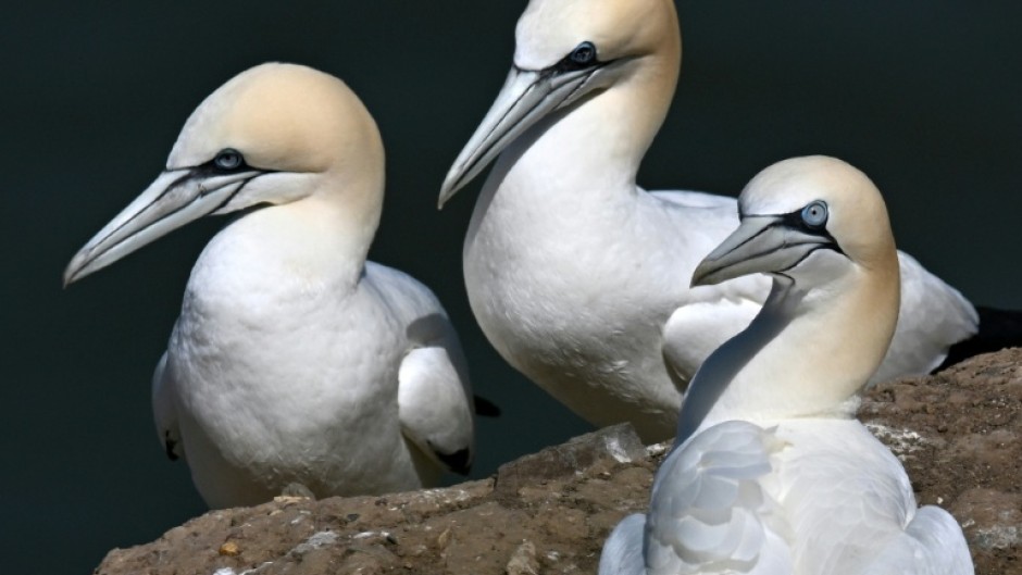 Gannets nesting in northern England