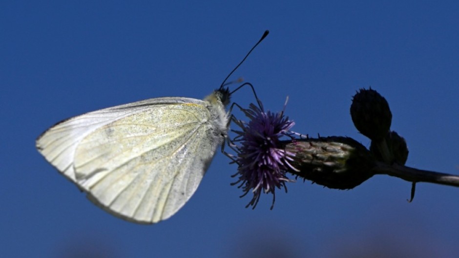 Butterflies are adapting to climate change by adjusting the geographic range where they live and breed.