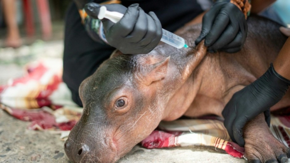 Veterinarians treated it for 'advanced dehydration and malnutrition,' authorities said