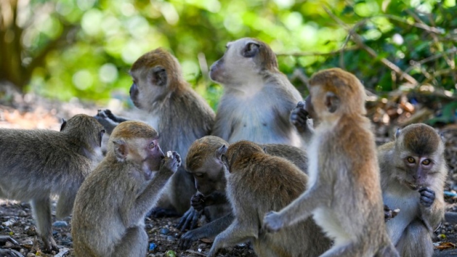Long-tailed macaques are a common sight in Indonesia, even in urban areas where conflict with humans occurs