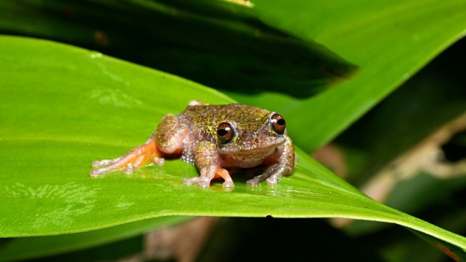 Nicknamed the 'coffee frog,' the species has another distinctive trait: males have a translucent throat that inflates with their short, high-pitched call 