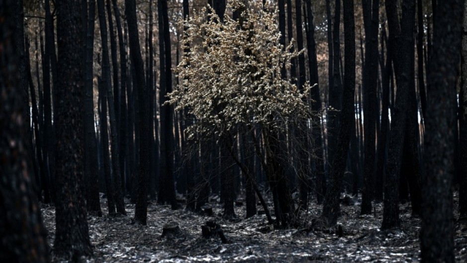 The aftermath of a forest fire in southwest France in August. Wildfires are 'the fastest-growing weather peril globally', Swiss Re says