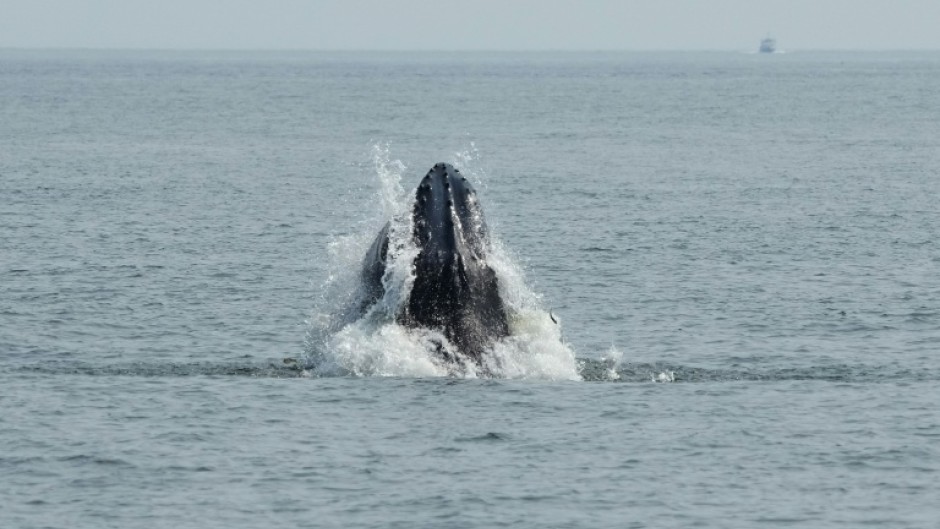 A humpback whale surfaces in the Atlantic Ocean off the coast of New York City on August 13, 2026