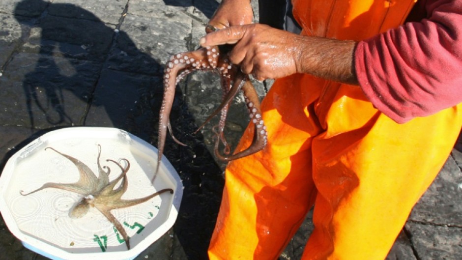 Scientists hope the 'Octo-Blu' project will grow the population of octopuses -- to prey upon the blue crabs