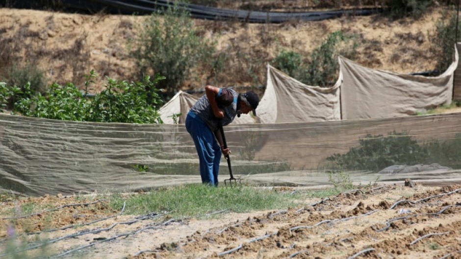A farmer works in a field near the Al Qarara Seed Bank, in Deir el-Balah, central Gaza Strip