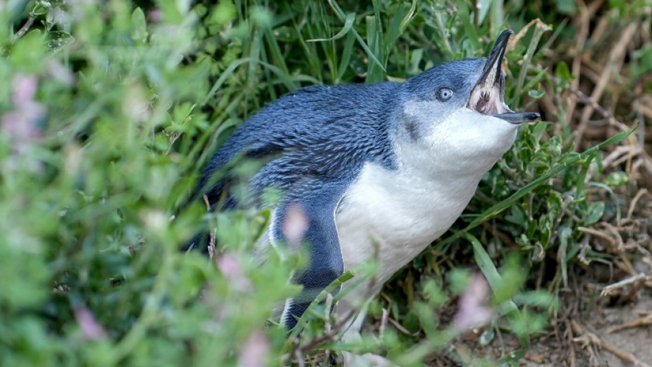 Little penguins in Australia are at risk from H5N1 avian influenza