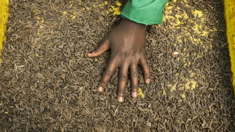 Kenyan farmers have turned to bugs in the search for alternatives to chemical fertilisers