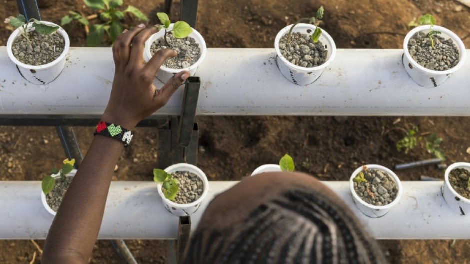 Using organic insect-based fertiliser helps avoid soil degradation, which is widespread in east Africa