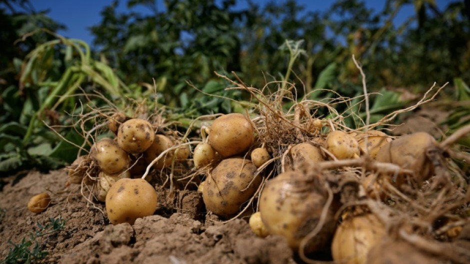 Potatoes are big business in Belgium, the world's top exporter of frozen fries