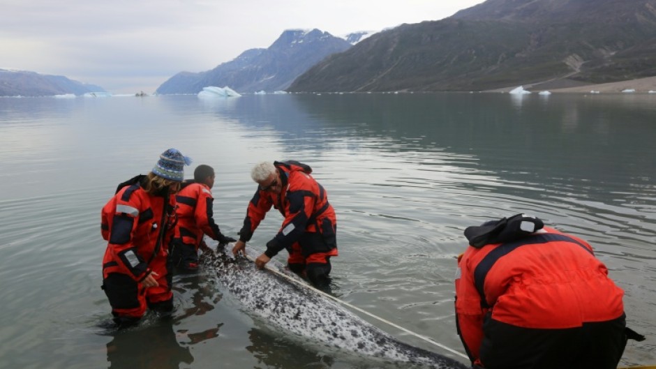 This August 2017 photo provided by The Greenland Institute of Natural Resources shows a narwhal being tagged by scientists in Hjornedal, Scoresby Sound, Greenland
