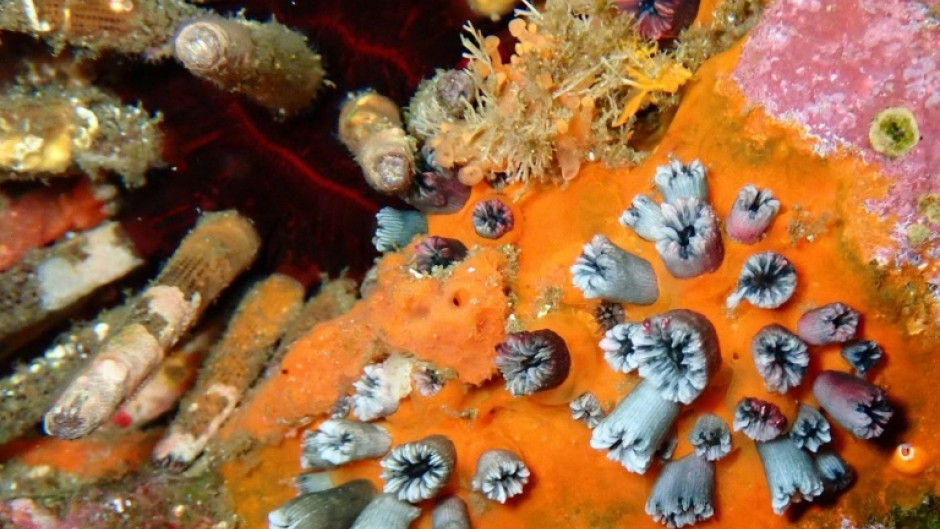 A rich collection of living and fossilized corals is present in the Galapagos Islands, the volcanic archipelago off the west coast of Ecuador, right at the heart of the eastern Pacific El Nino zone.