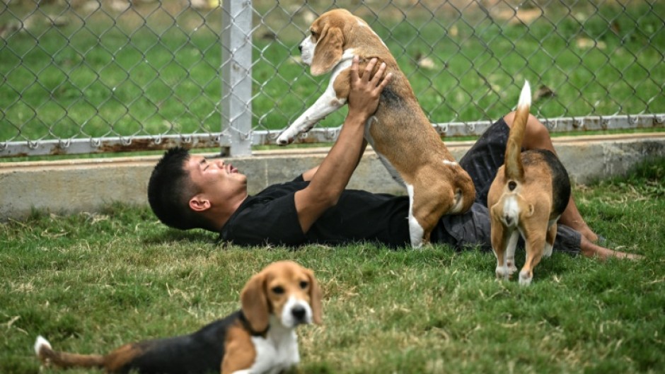 A dog handler playing with beagles inside a kennel at the Dognosis facility in Kempohalli village on the outskirts of Bengaluru