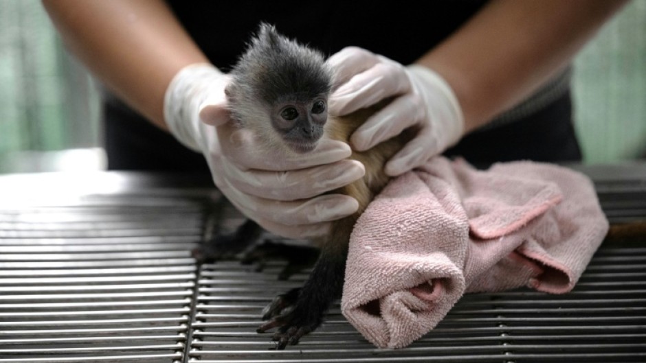 A six month-old leaf monkey that was intercepted by the Wildlife Crime Intelligence Unit at Suvarnabhumi airport