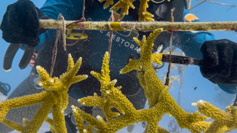 Some coral species with fast-growing branches are planted onto "coral trees" that look like old television antennas and are suspended in the water column, with floats to keep them upright