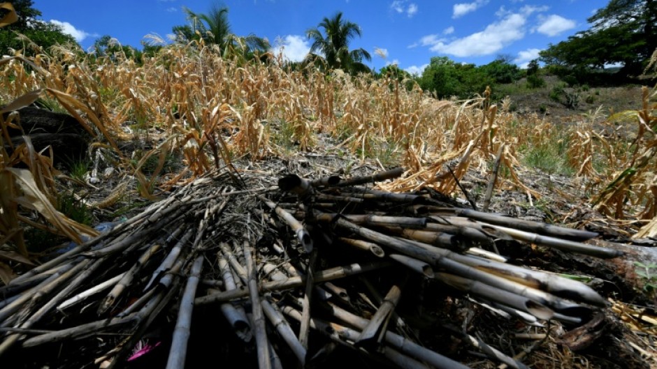 Crops are drying out across Central America due to the El Nino climate phenomenon