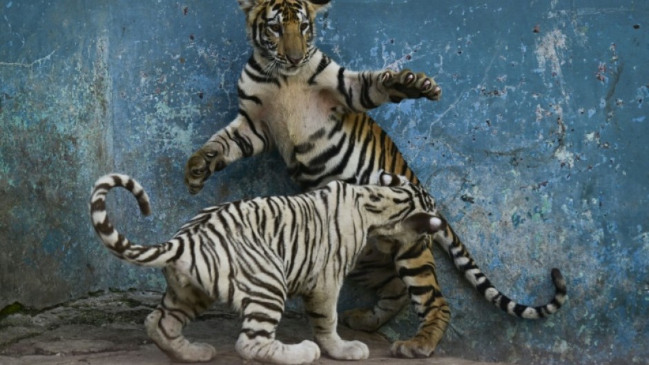 A white tiger cub plays with a sibling at Cuba's National Zoo, which is struggling to care for nearly 1,000 animals amid growing shortages of food, fuel and medicine