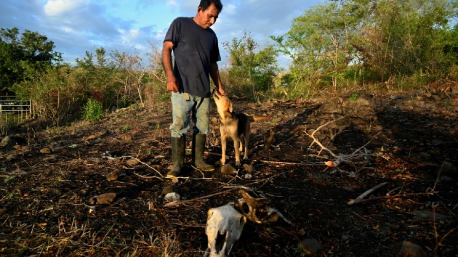 Animals are dropping dead amid the worst drought in living memory for many Central Americans, who are grappling with the unforgiving effects of the powerful El Nino weather pattern