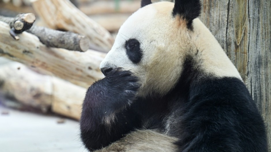 A panda at the Chengdu Research Base of Giant Panda Breeding, where the pair sent to Atlanta departed from