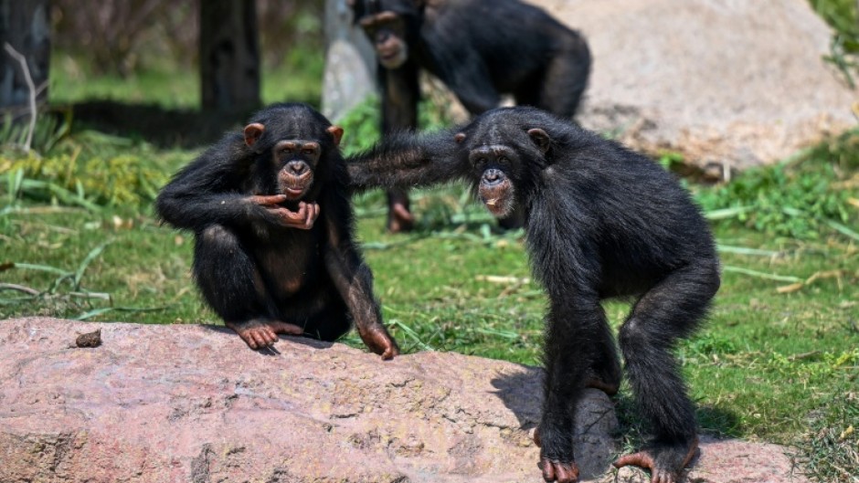Chimpanzees playing inside an enclosure at the Vantara Wildlife Rescue and Conservation Centre in Jamnagar