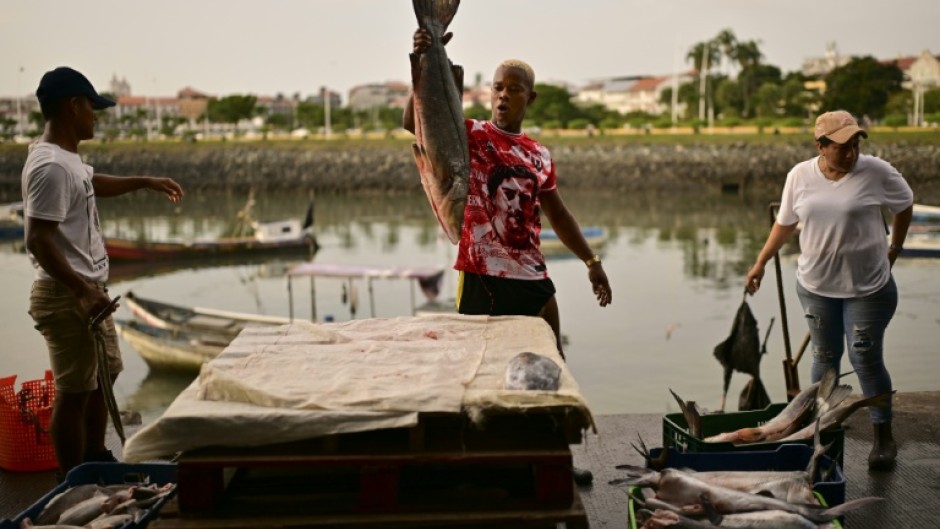 A fisherman holds a freshly caught snook before it is weighed at the fishing terminal in Panama City, where catches are dwinding as El Nino drives fish further offshore, to cooler waters