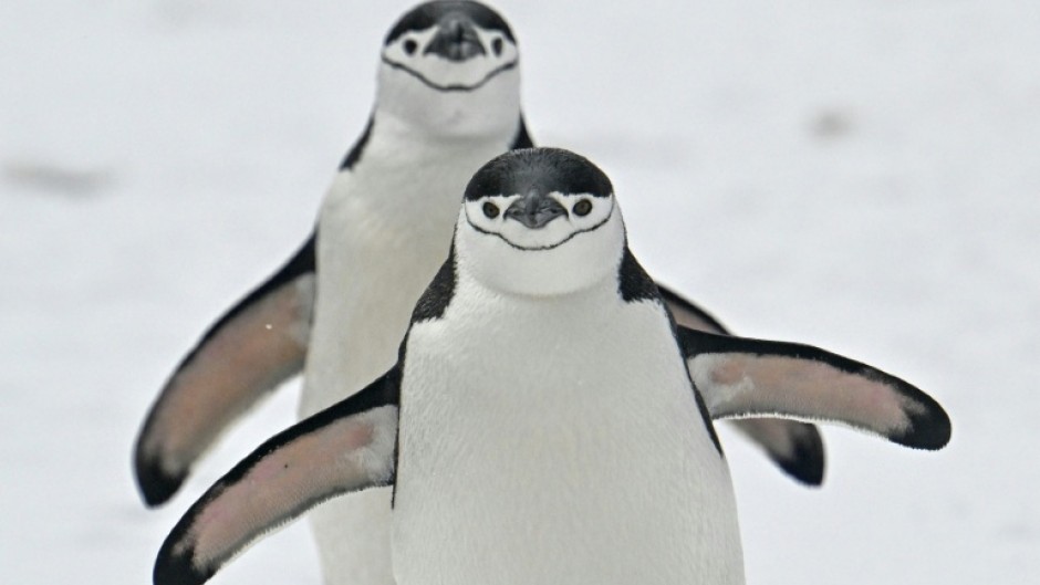The chinstrap penguin population of a volcanic island near Antarctica has fallen by two thirds.