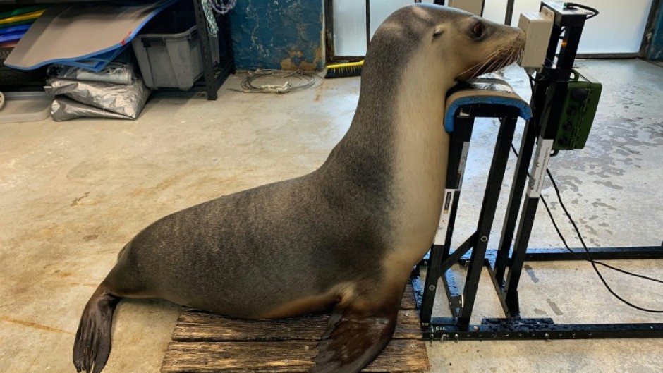 A sea lion during a hearing test at Taronga Zoo in Sydney