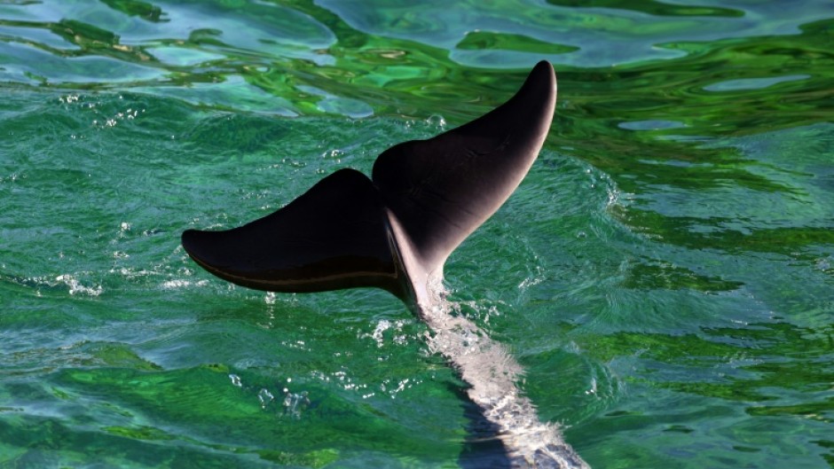 Rocky the dolphin died after being transferred from a shuttered French marine park to one in Spain