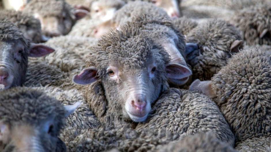 New Zealand has long been known for having more sheep than people -- with a ratio of 4.5 sheep to every person as of 2025