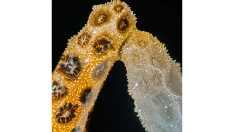 A new lab study by scientists at Stanford University finds that simply placing healthy, colorful coral in contact with their bleached counterparts is enough to bring the dying ones back from the brink