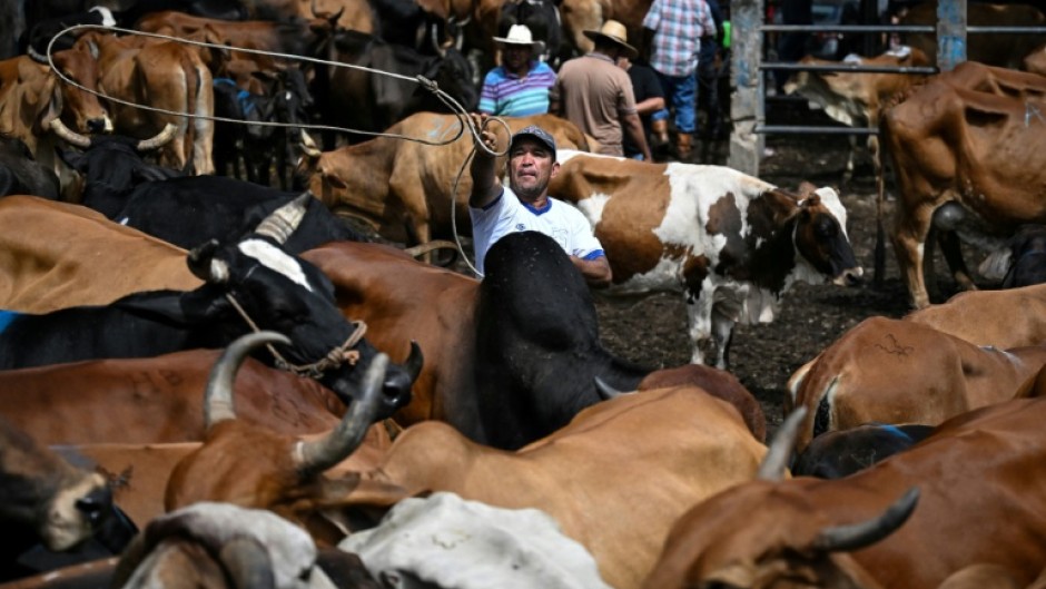 El Salvador has declared a state of maximum alert over a drought linked to El Nino, which is wiping out crops and causing livestock deaths