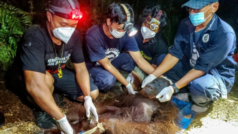 Natural Resources Conservation Agency (BKSDA) and Orangutan Foundation International (OFI) officials examine an orangutan after it was rescued from a forest fire in Central Kalimantan province of Borneo on October 14, 2026