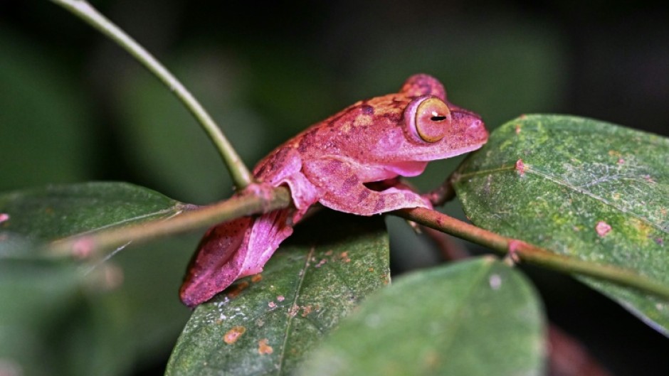 Observing and logging wildlife can be particularly challenging in tropical regions such as Borneo, where areas rich in species can be hard to reach