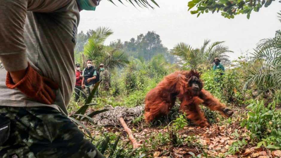Conservation groups in Indonesia say dozens of endangered orangutans have been rescued from wildfires