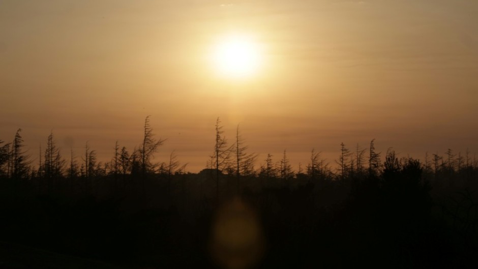 The sun rises over a forest burned by a fire in southern France
