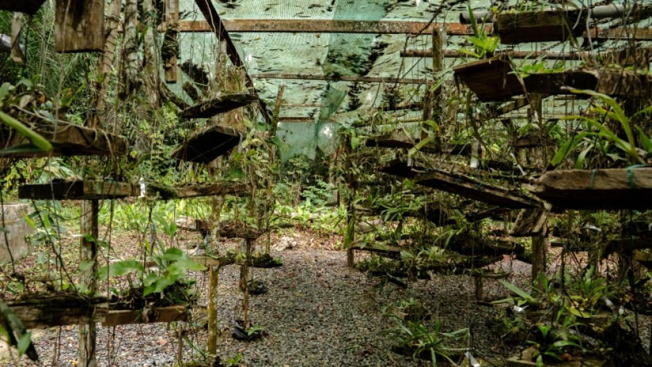 The Sibang botanical garden acts a museum for Gabon's rich plant life