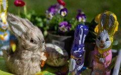 A decorative Easter bunny and chocolate bunnies. AFP/Monika Skolimowska/DPA