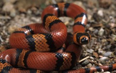 File: A Honduran milk snake in terrarium. Bruno Cavignaux/Biosphoto via AFP