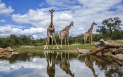 Three Giraffes (Giraffa camelopardalis) along waterhole with reflection in Kruger National Park, South Africa.
