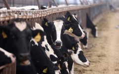 File: Cows eat their feed at a farm. AFP/David Swanson