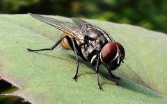 A common house fly sitting on a rose leaf.