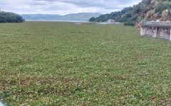 Hyacinth infestation at Hartbeespoort Dam