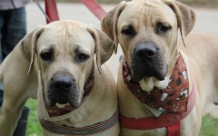 Oudtshoorn Dogs in Need