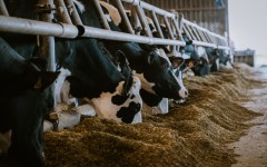 File: Cows eating soybean meal. Pat Batard/Hans Lucas via AFP