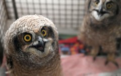 File: Spotted-eared owl chicks. Gallo Images/Beeld/Deaan Vivier