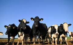 File: A herd of dairy cows. AFP/Justin Tallis