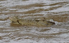 File: A crocodile in floodwaters in the Northern Queensland town of Ingham. AFP/Courtesy of Jonty Fratus
